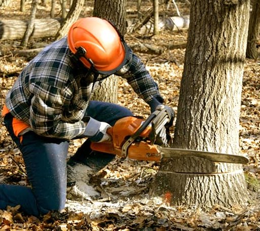 Tree Removal in Midlothian, VA